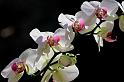 Fiori e Natura - 042